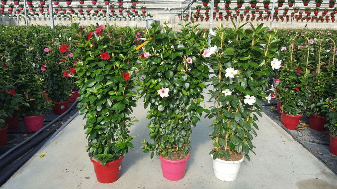 industria-ornamental-tecnologia-horticola-mediterranea