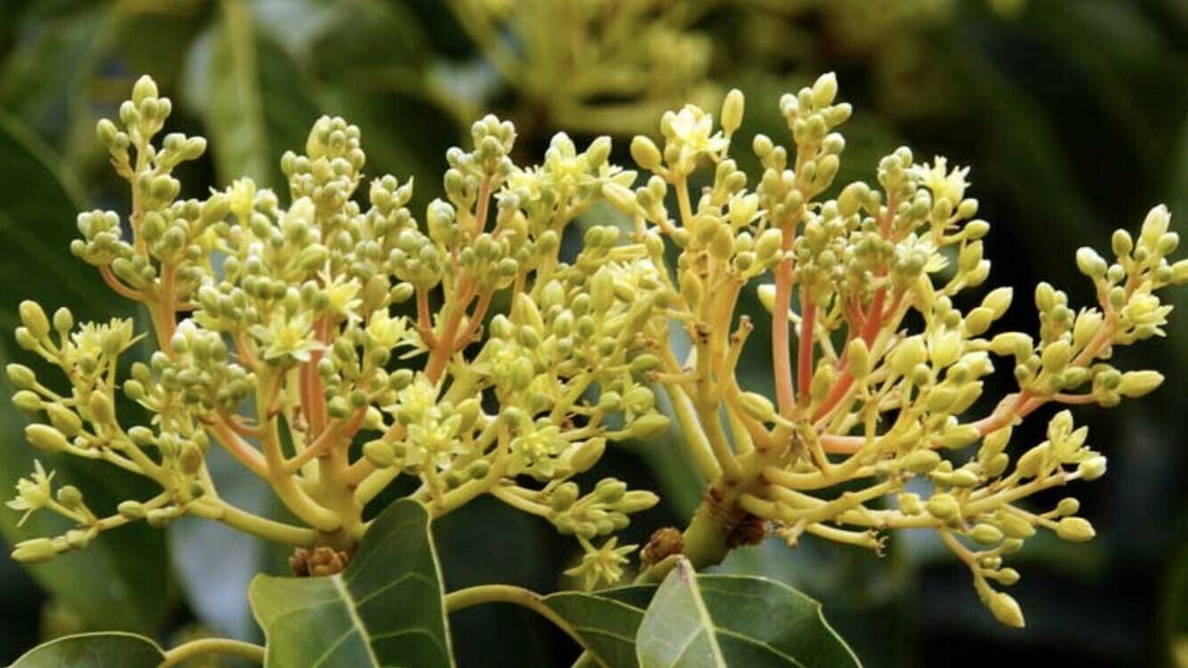 aguacate-flor