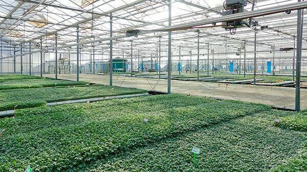 semillero-horticultura-saliplant