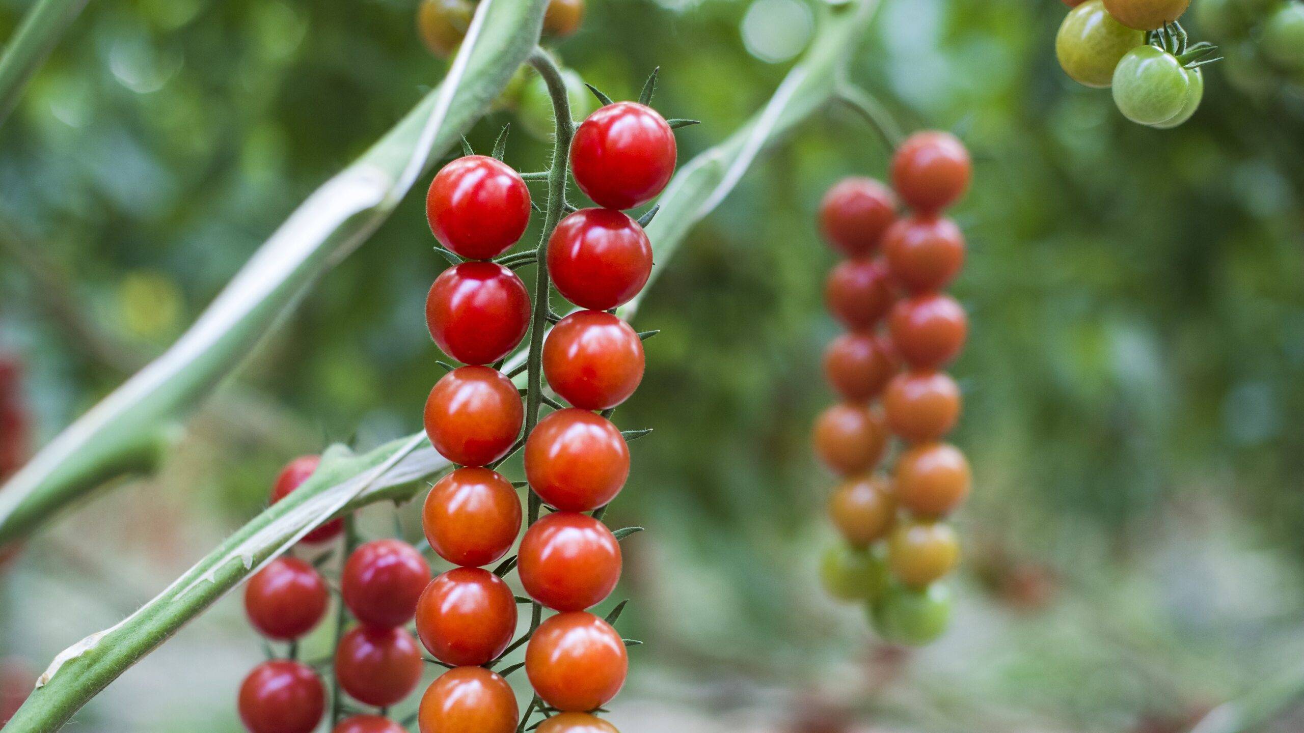 cutesolar-invernaderos-sur-españa