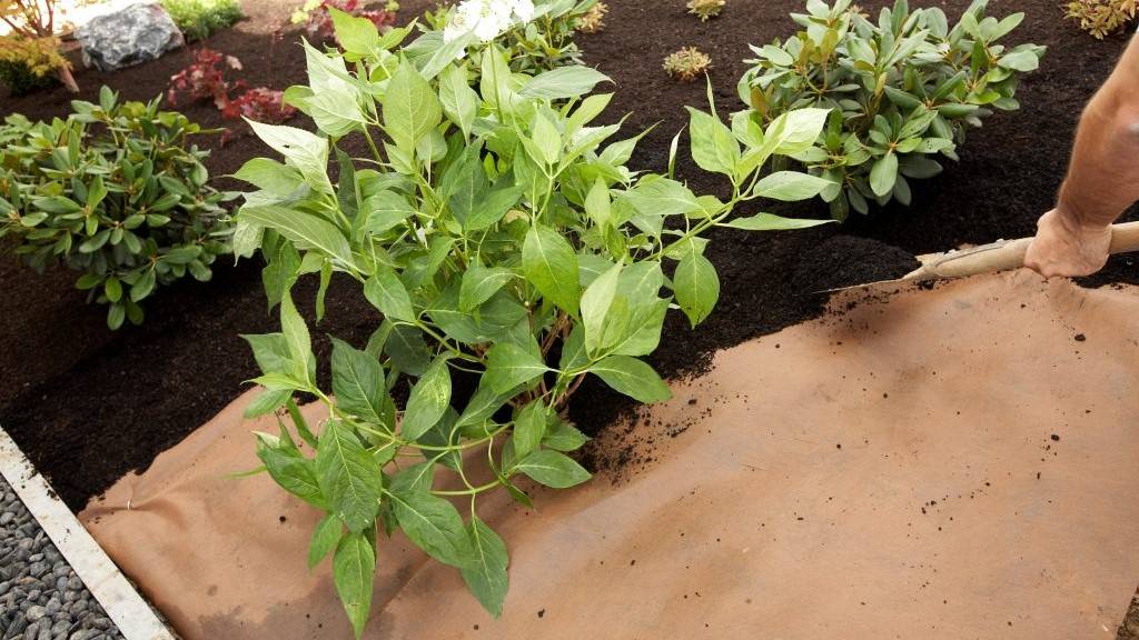 DuPont_Plantex_projar