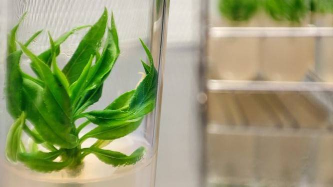 intensia-almendro-irta