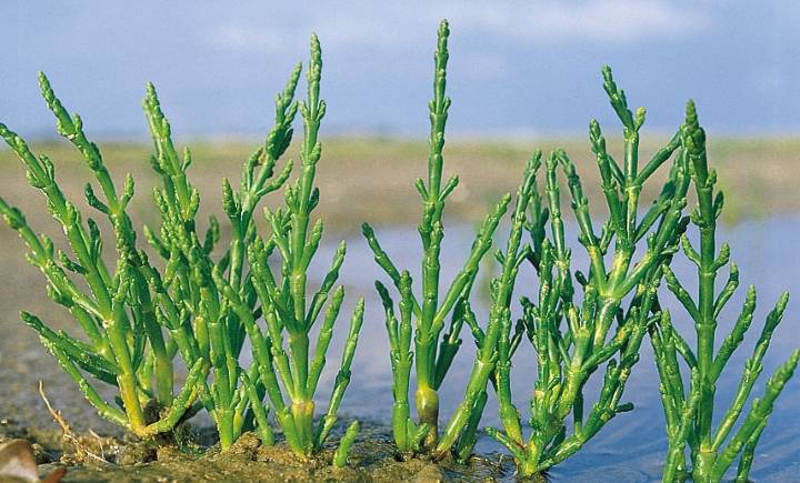 salicornia