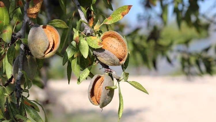 almendra-almendro-exportacion-china