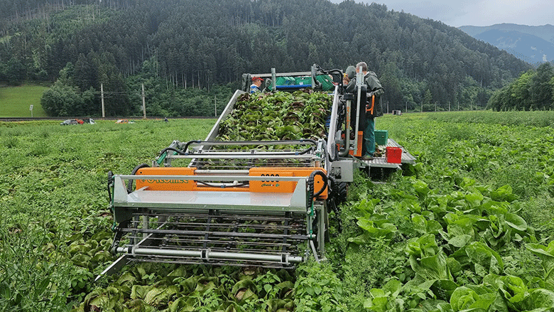 raccolta-radicchio-ortomec