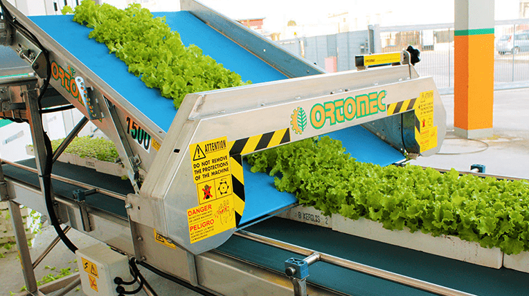 coltura-idroponica-1500-ortomec