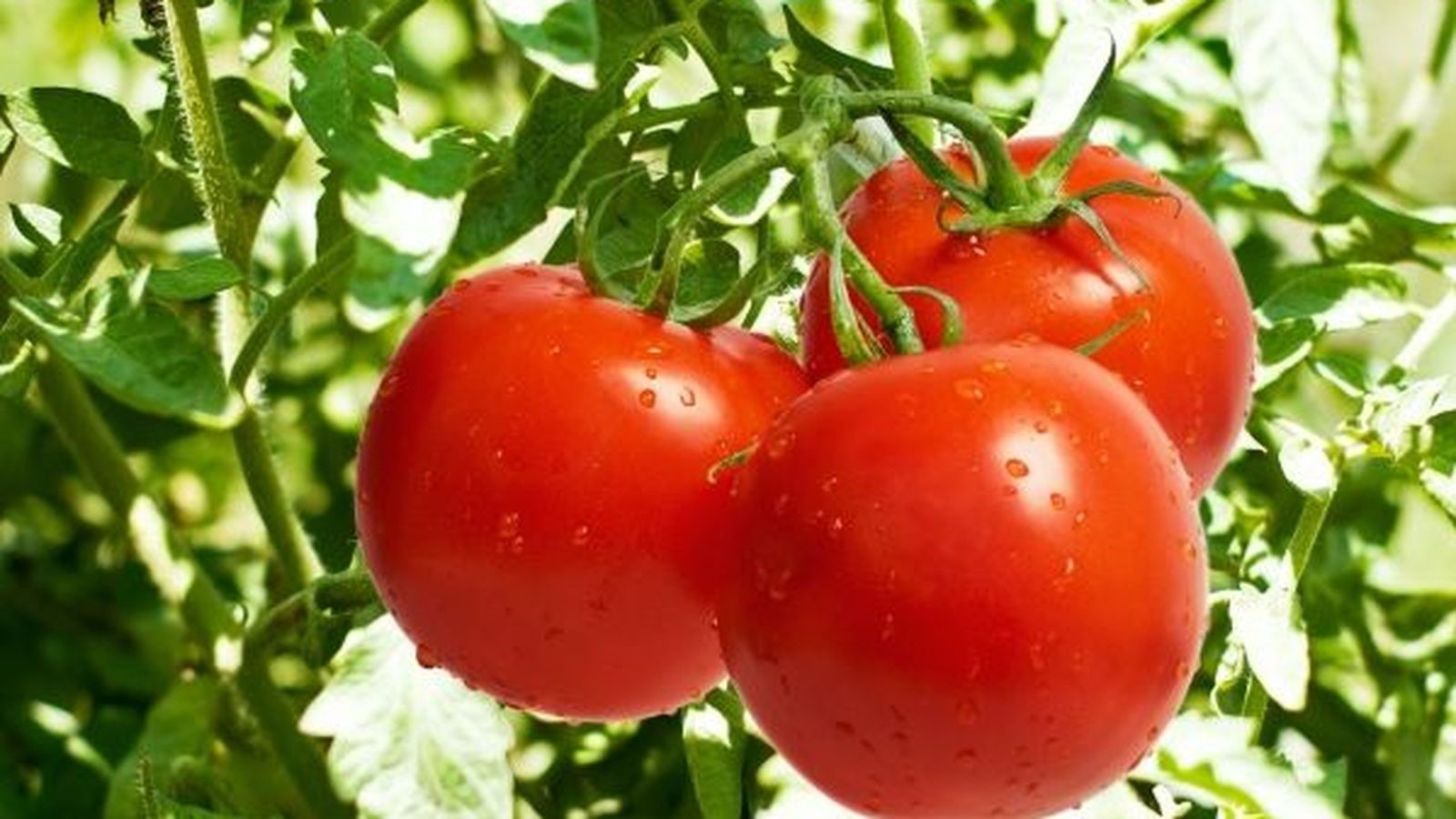 El-tomate-una-fruta-muy-versatil-y-con-multiples-beneficios