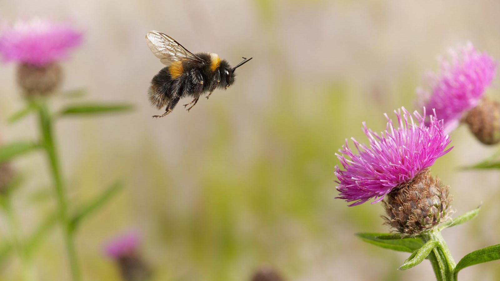 abeja-polinizando-flores-de-melocotonero
