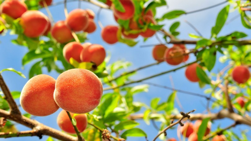 agro-eca-protect-melocotoneros