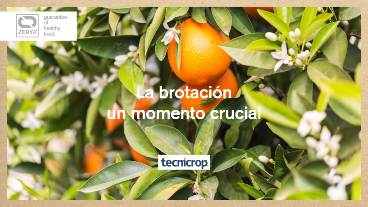 Citricos-ZERYA-1200x675