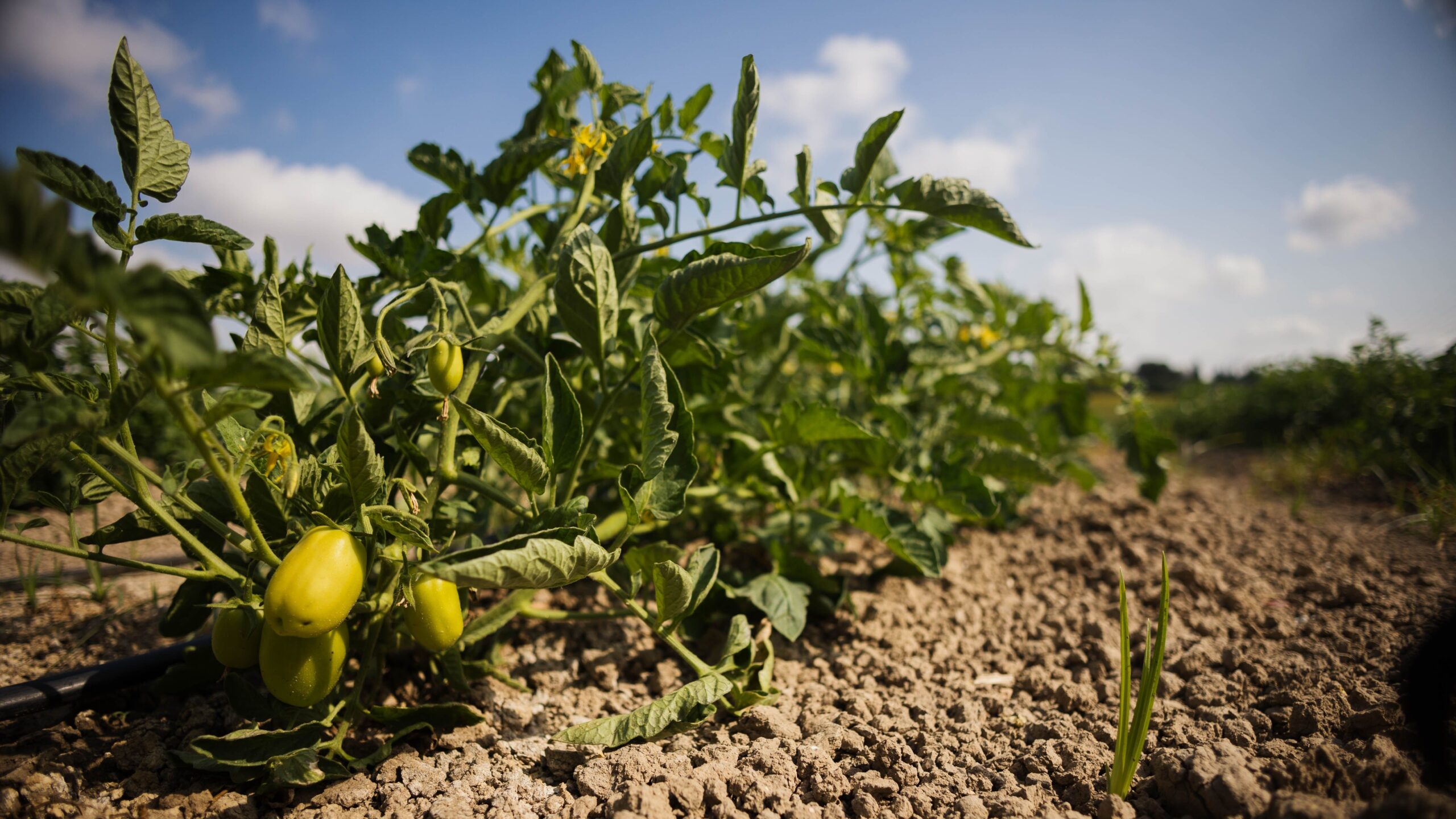 riego-guadalete-agricultura-1