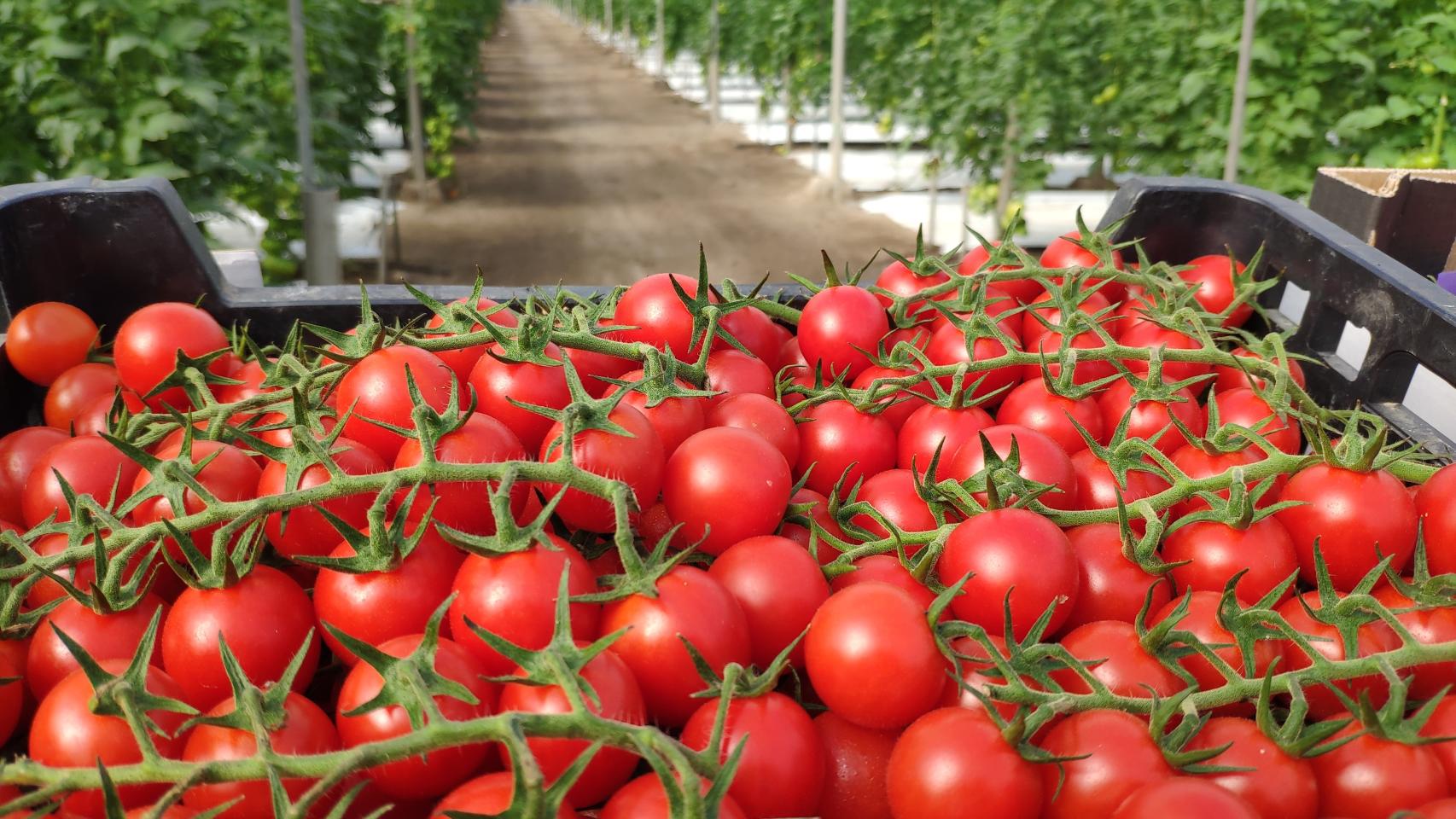 fruta-verdura-tomate-cherry