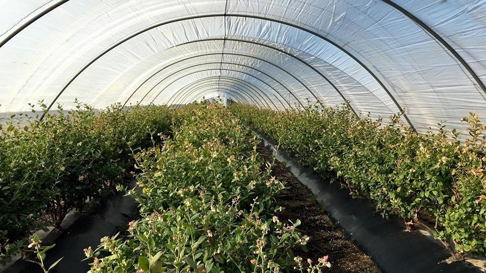 arándanos-plástico-huelva