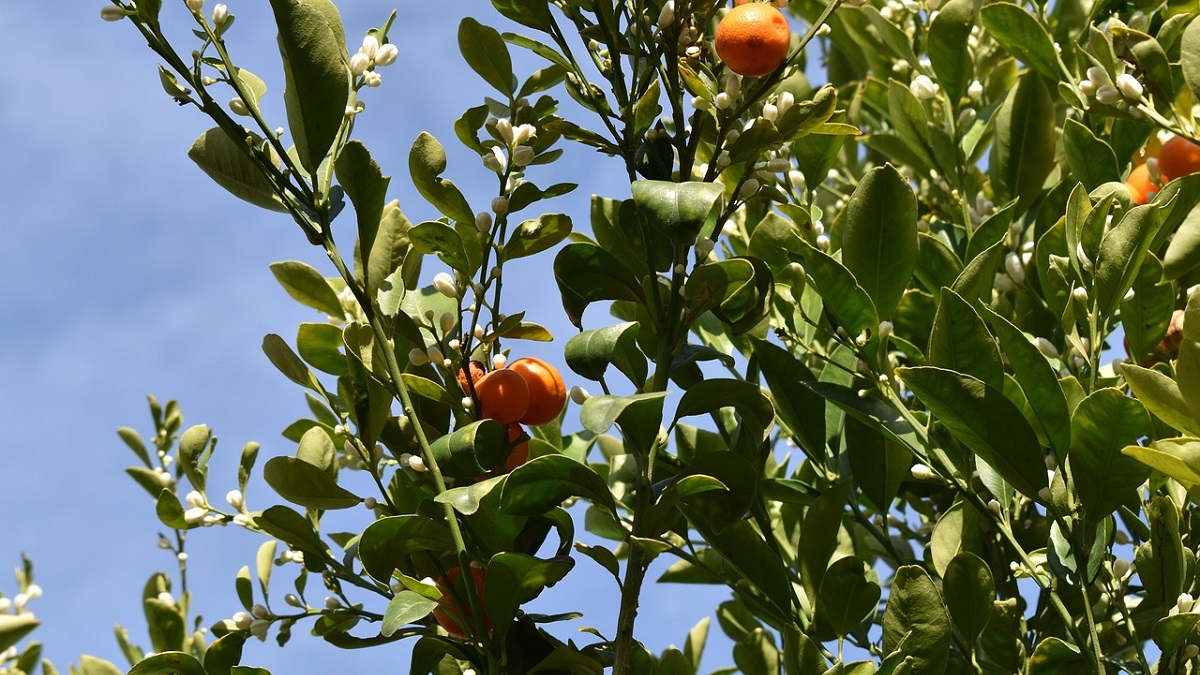 citrus-tree-4754735_1280