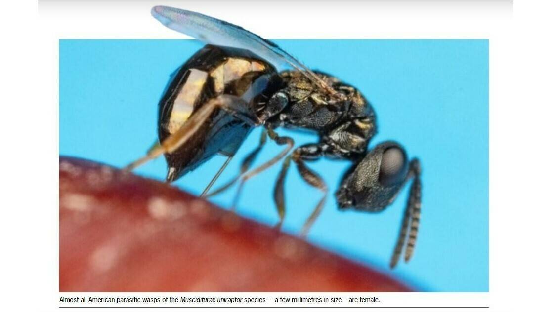 abeja