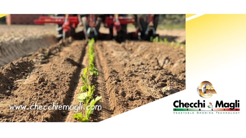 checchi-magli