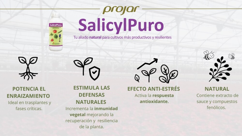 salicylpuro-infografia-.jpg