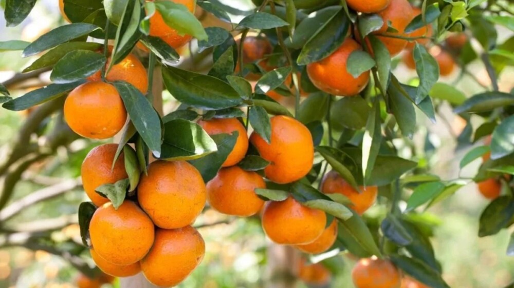 naranjas-arbol-calibre-citricos-despues-cuajado.jpg
