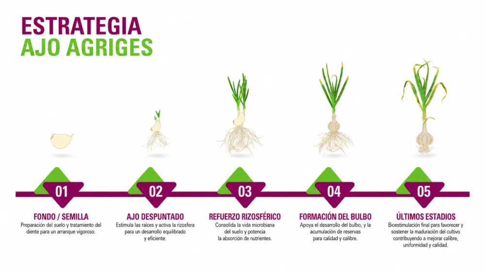 estrategia-ajo-agriges-etapas-cultivo.jpg