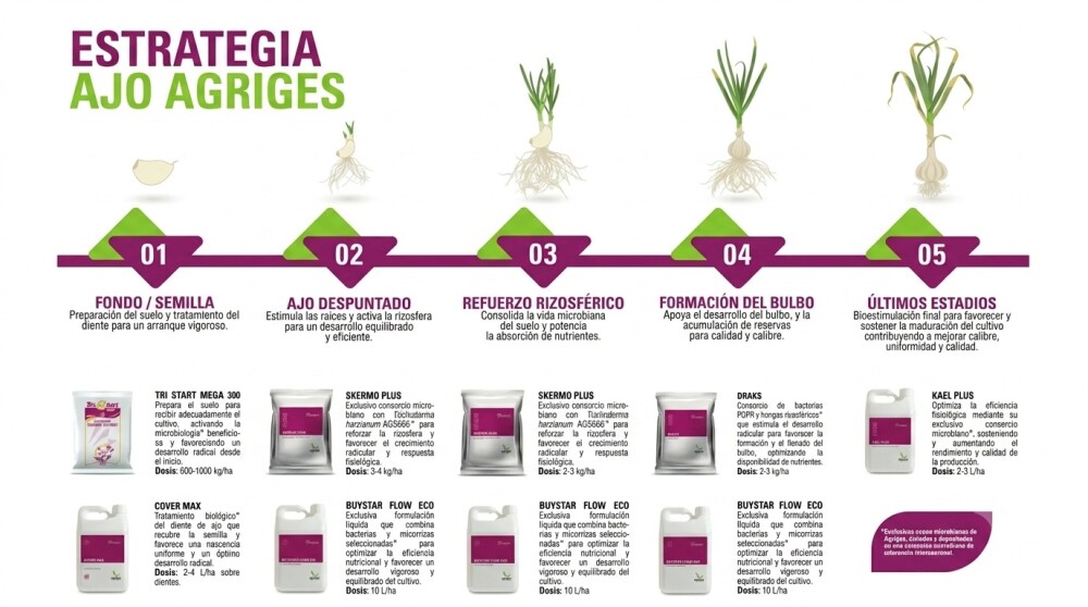 estrategia-ajo-agriges.jpg