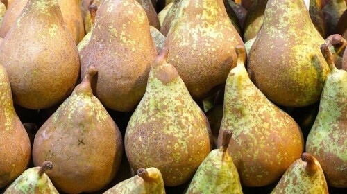 Mejoras en la producción de la pera de Rincón de Soto