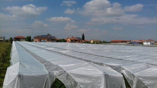 Arrigoni: agrotextiles allow to grow berries even in non-native climates