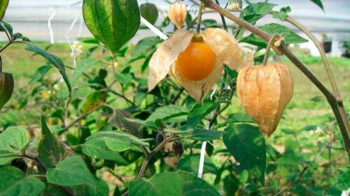 El cultivo de la uchuva, desde Colombia para el mundo