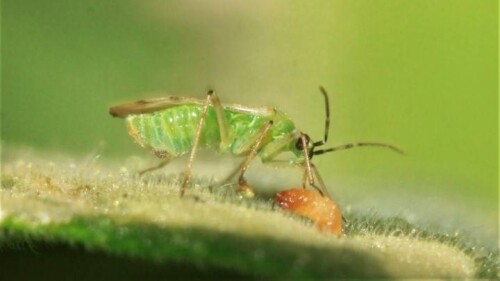 El control biológico de plagas hortícolas, una herramienta sostenible y ...