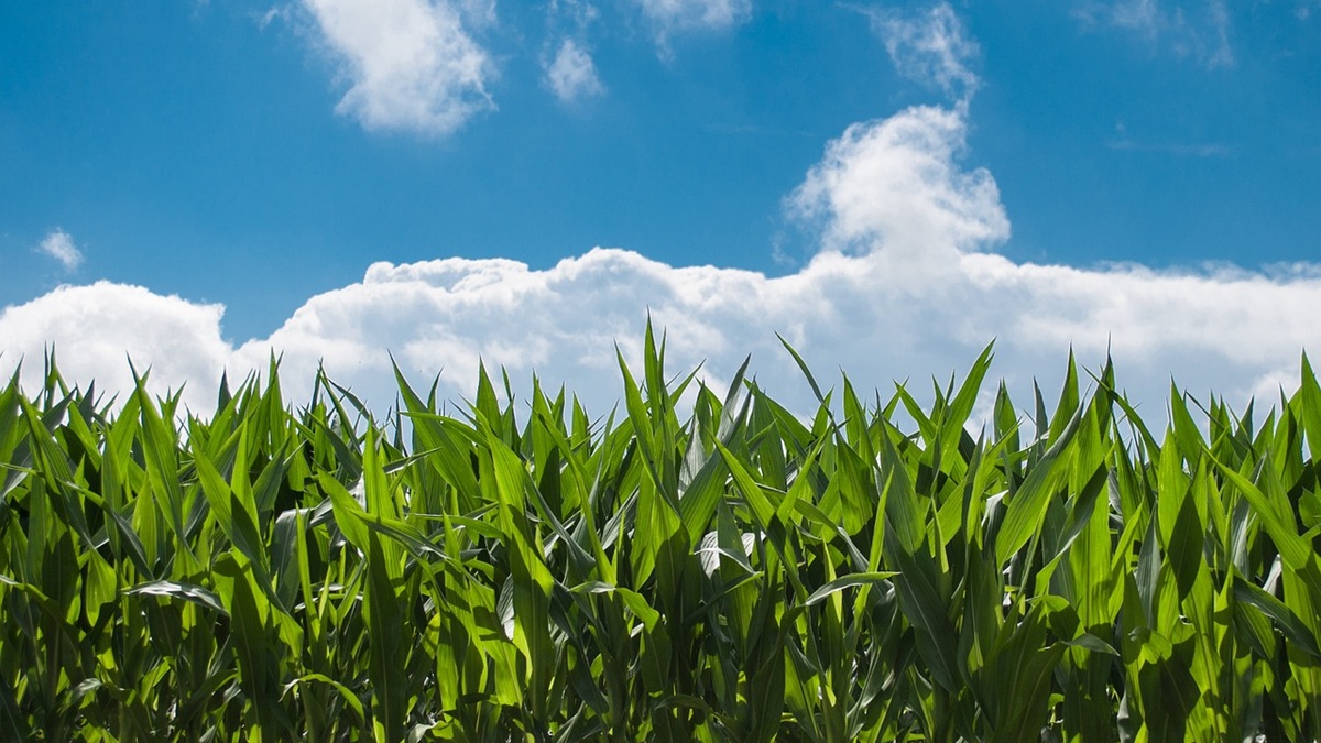 corn-field-440338_1280