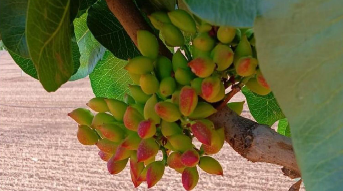 pistacho