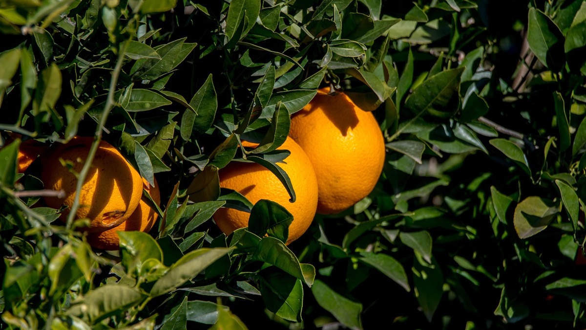 orange-4780970_1280