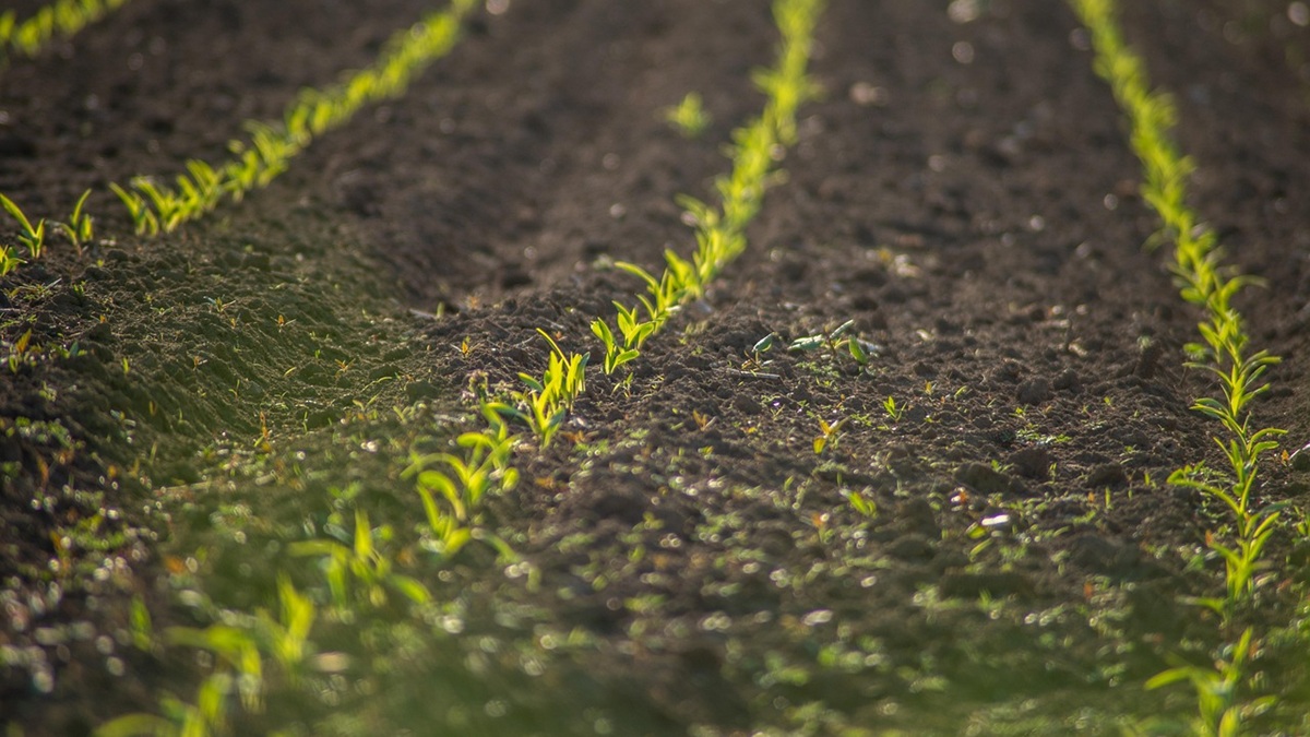 field-6288341_1280