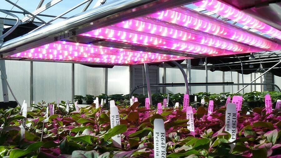 iluminación-hortícola-en-invernadero