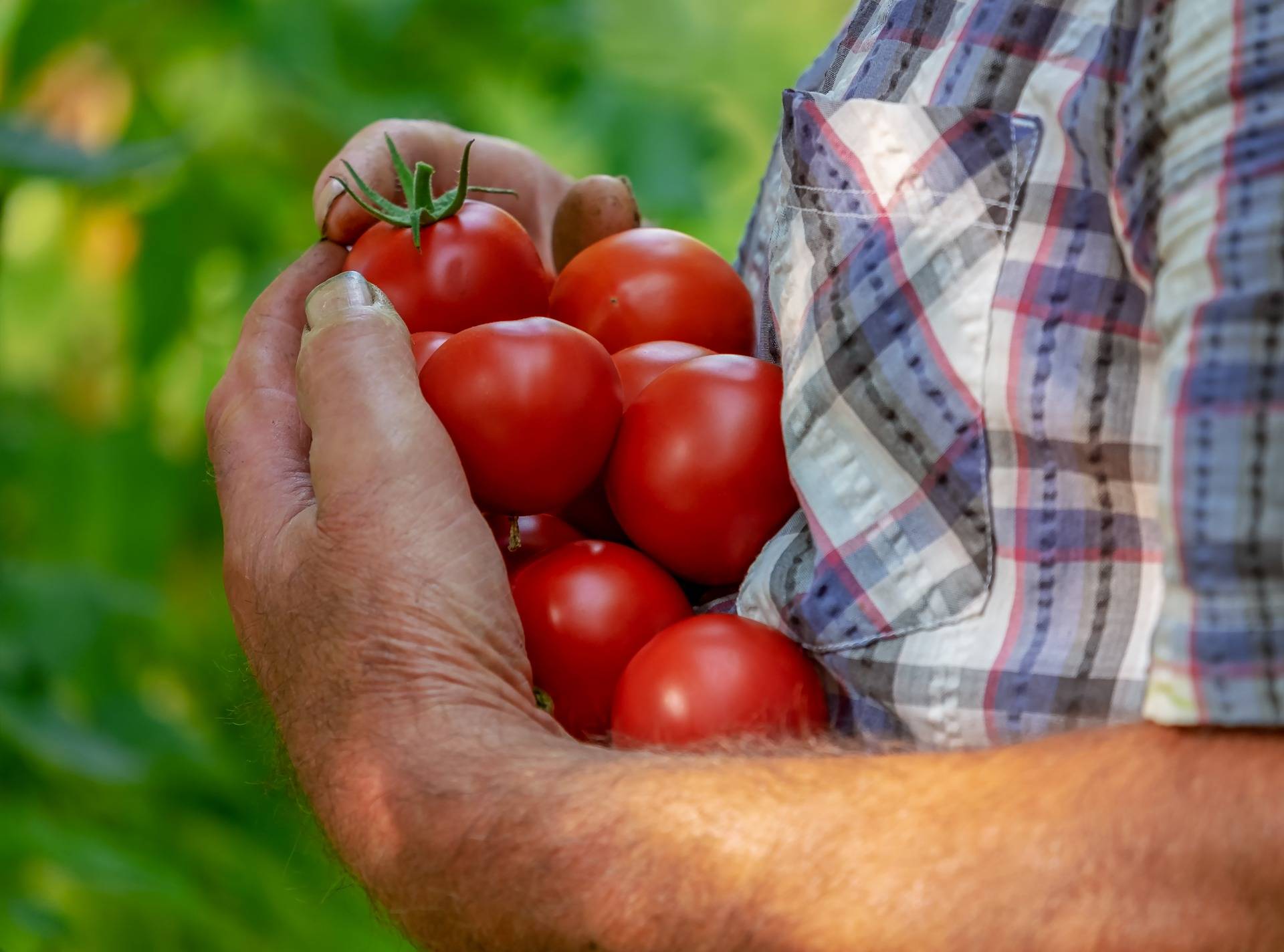 tomatoes-3702942_1920