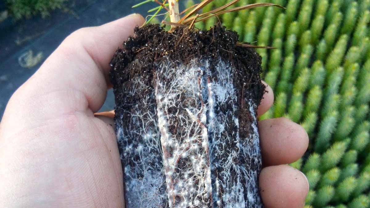 hongos-micorrizas-simbiosis-plantas