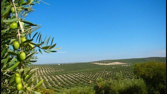 artolio-project-olive-oil-producers-mediterranean