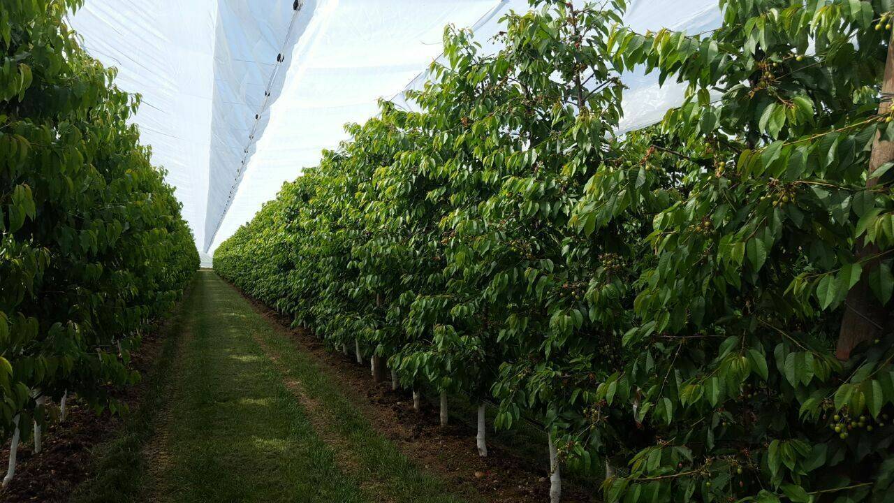 arrigoni-agrotextiles-protecta-cerezo
