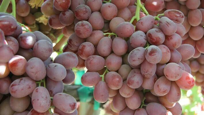 ifg-grapes-Beyond-Vine