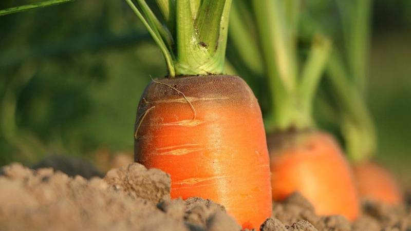 bioestimulantes-agricultura-sostenible