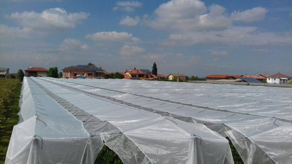 arrigoni-agrotextiles-berries