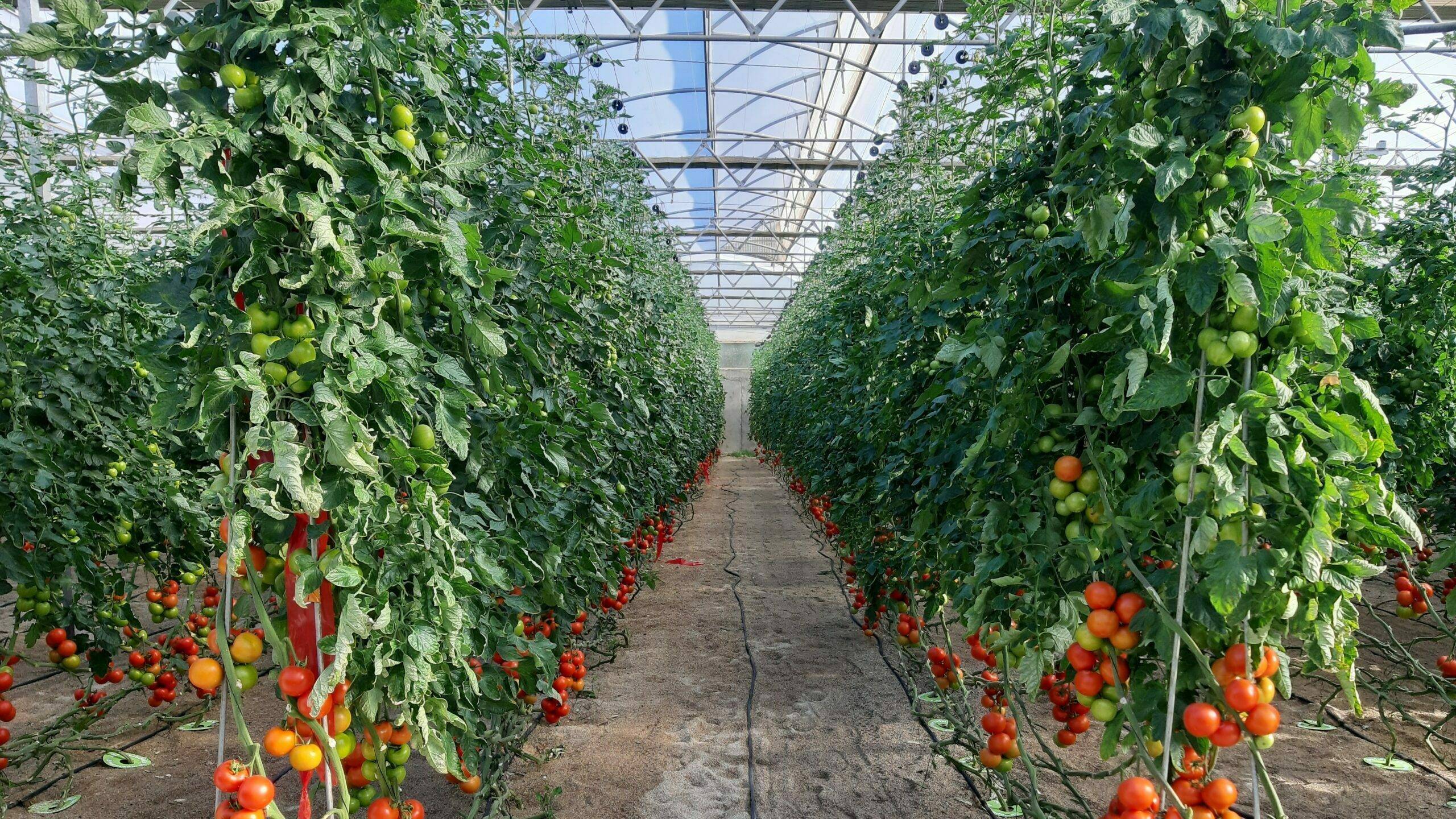 mejora-variedades-tomate-españa