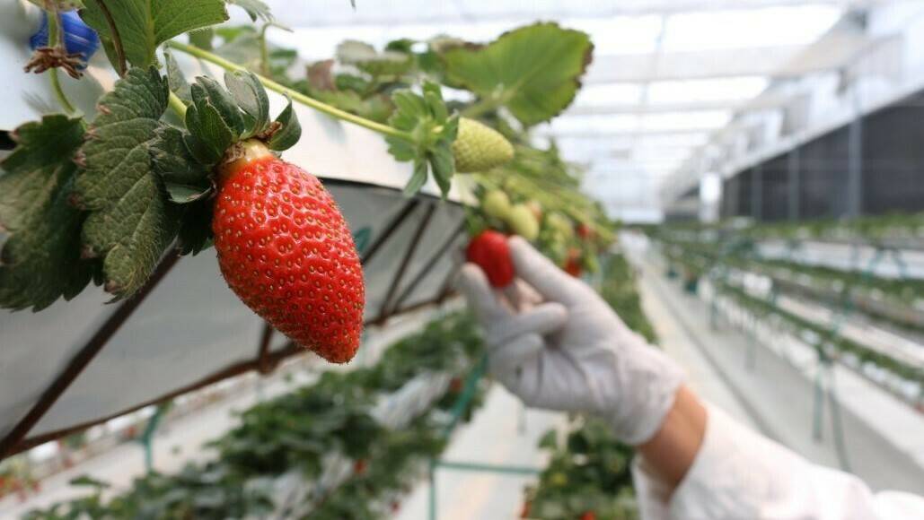 vivero-fresas-termoterapia