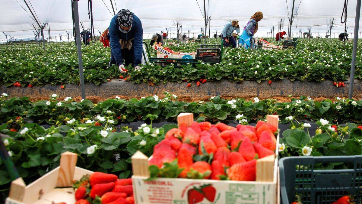 cultivos-frutos-rojos-huelva-superficie