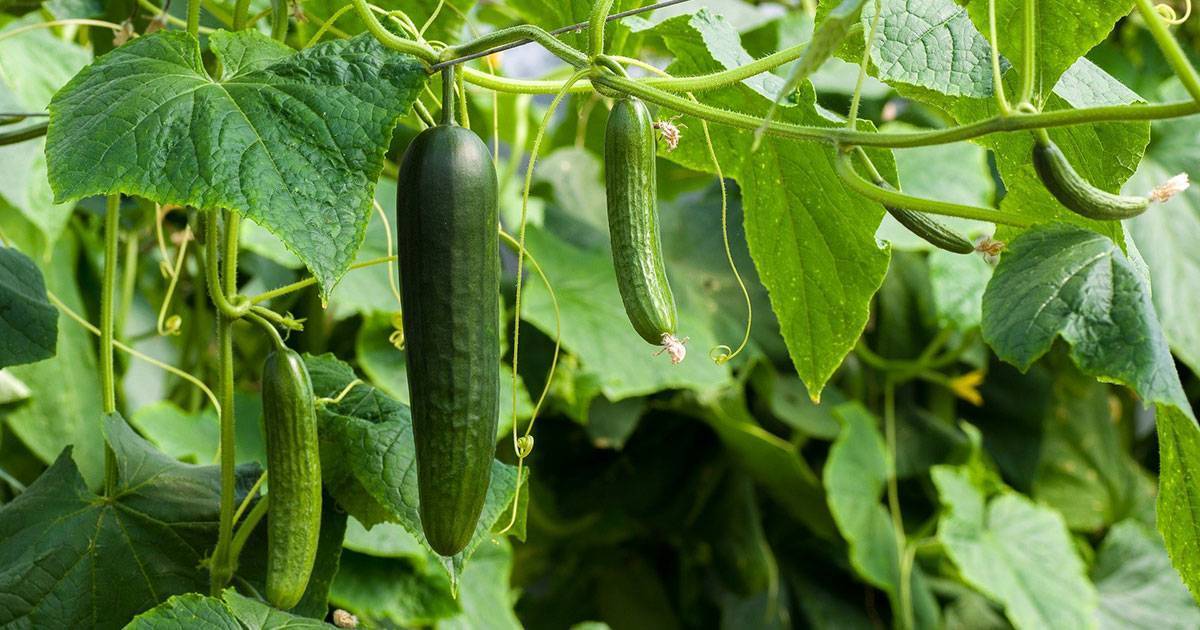pepino-españa-control-preventivo
