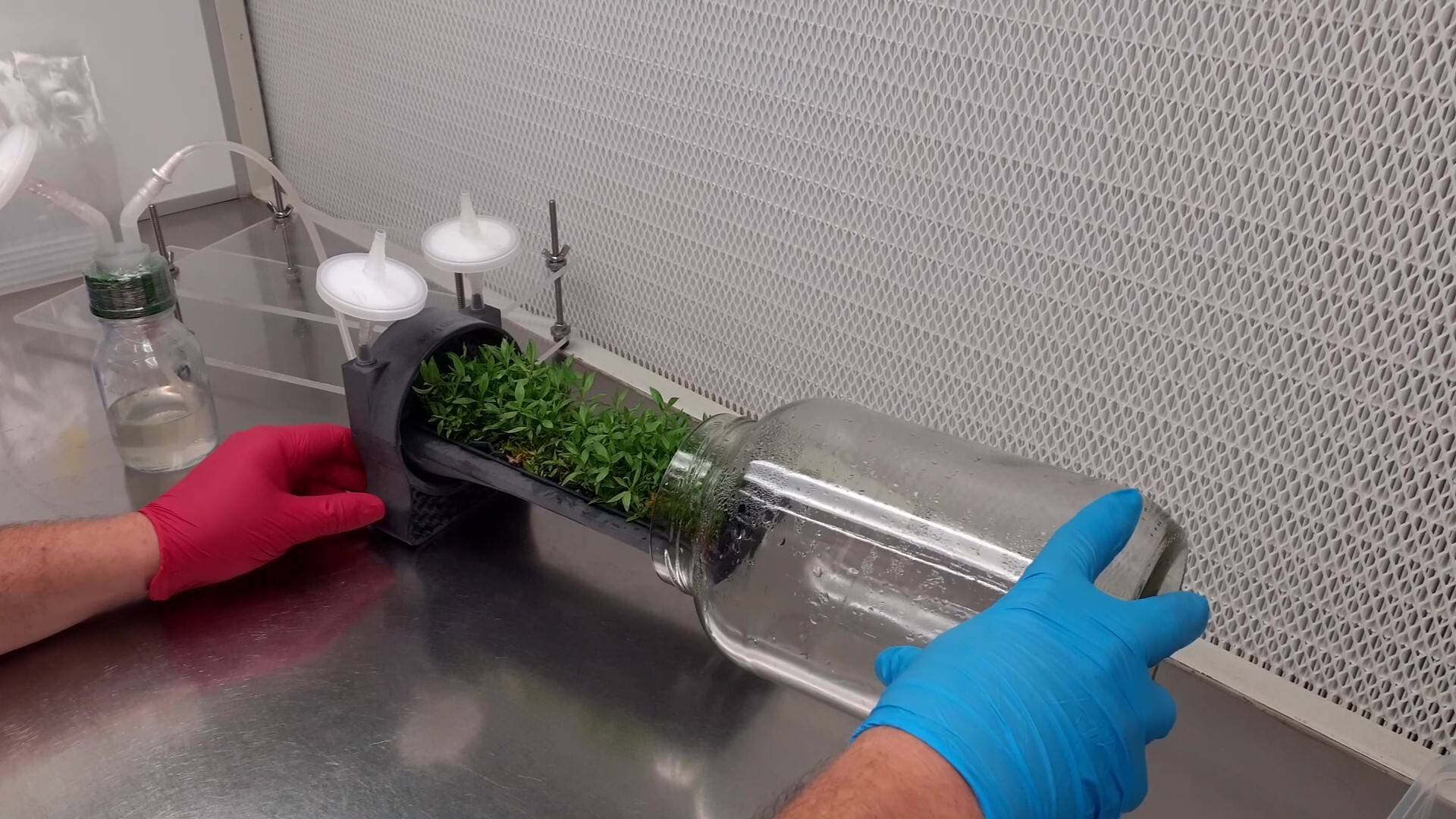 irta-biorreactor-cultivo-in-vitro
