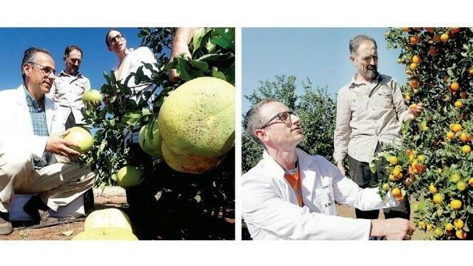 ivia-citricos-investigacion