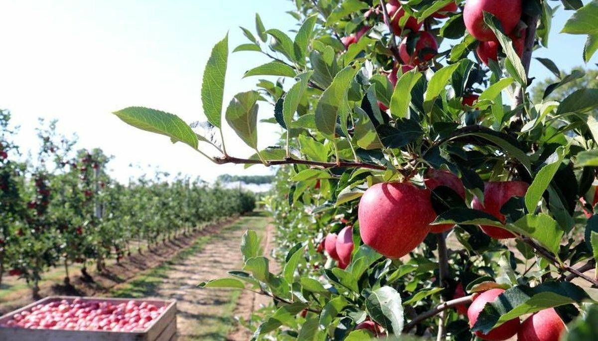 fruticultura-innovaciones-tecnologicas