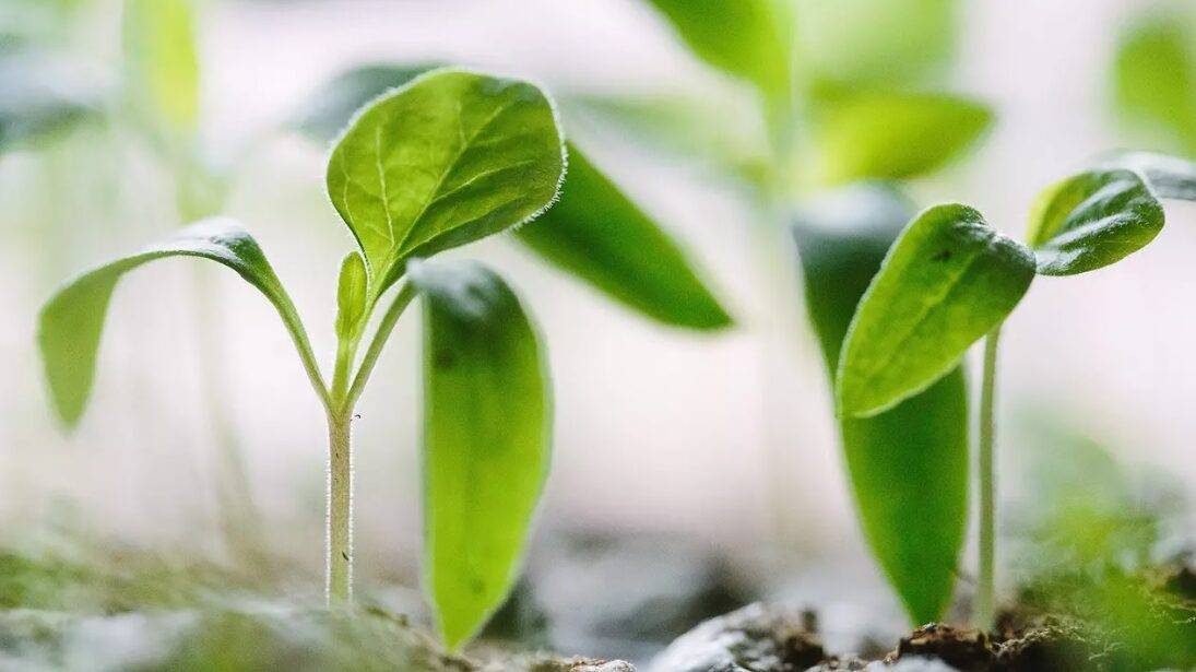 futuro-agricultura-novagric