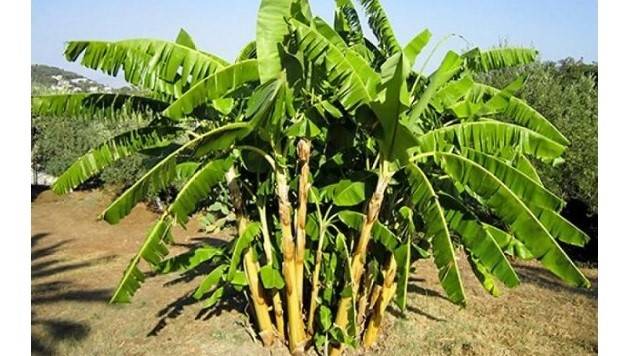 banano