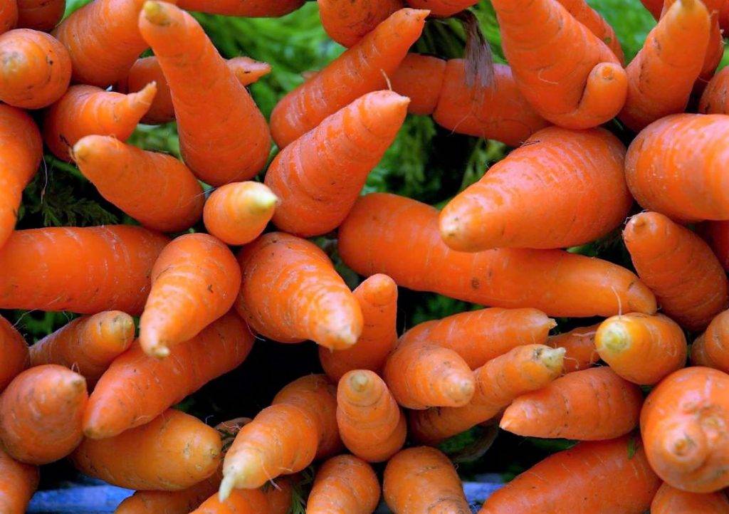 zanahorias